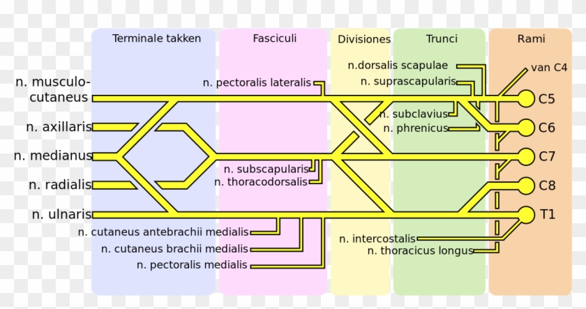 640 Pixels - Plexus Brachialis Clipart #2075892