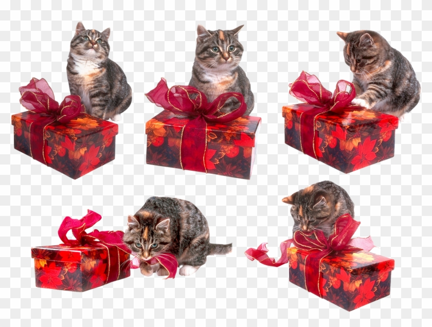 Dezena De Imagens Png De Gatinhos Em Alta Resolução - Domestic Short-haired Cat Clipart #2077435