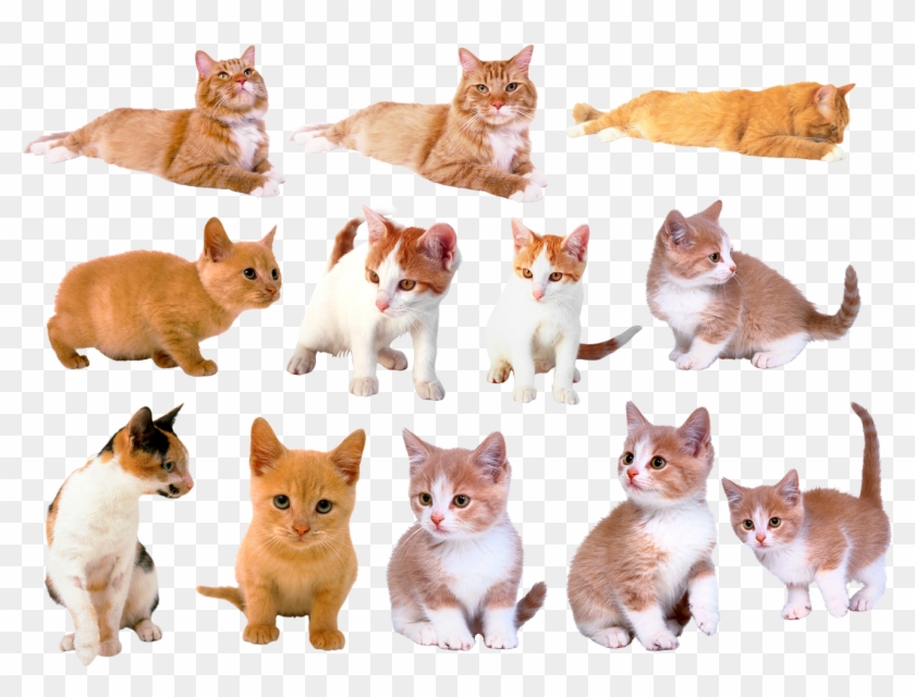 Dezena De Imagens Png De Gatinhos Em Alta Resolução - Domestic Short-haired Cat Clipart #2077576