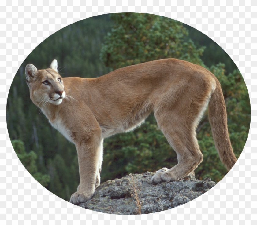 Image Result For Animal Luckeyfrog Sketch Badges - Male Cougar Clipart #2080306