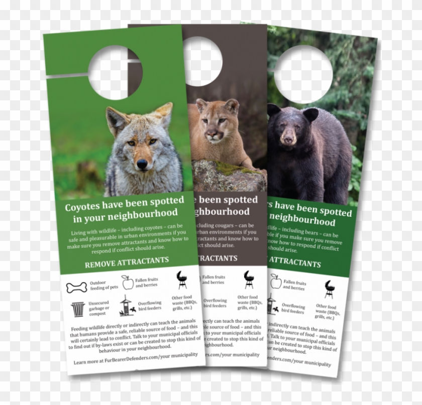 Coyote, Cougar, And Bear , Png Download Clipart #2080519