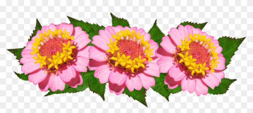 Flowers, Arrangement, Pink, Floral - Common Zinnia Clipart #2086452