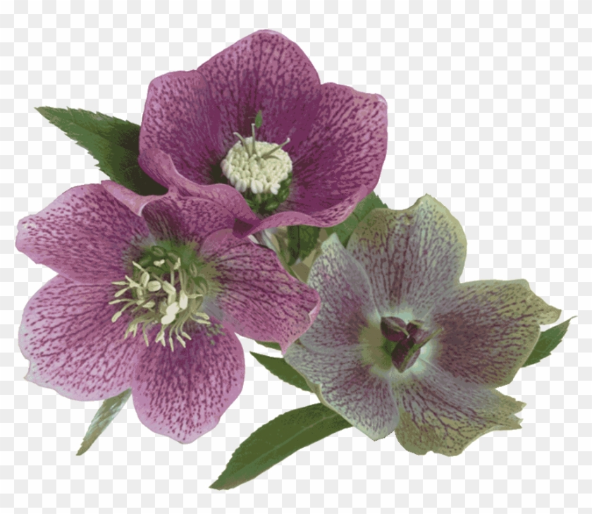 Lakeside Flowers - Lily Family Clipart