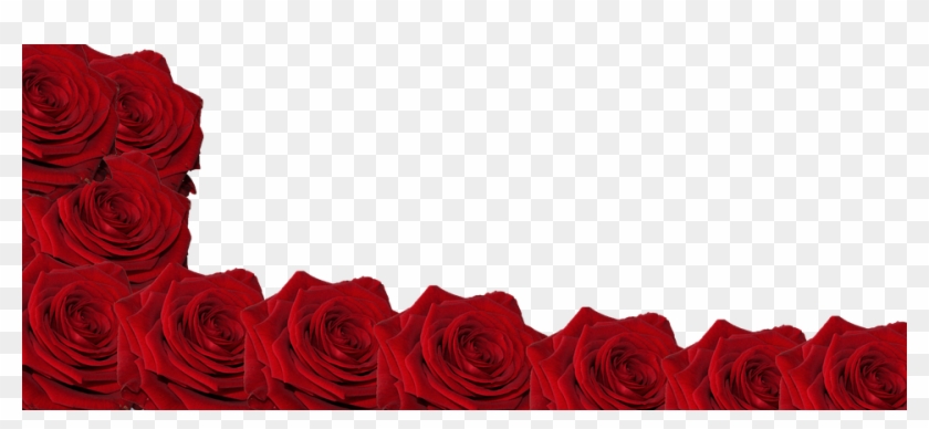 Flower, Rose, Head, Red, Bloom, Blossom, Botanical - Garden Roses Clipart