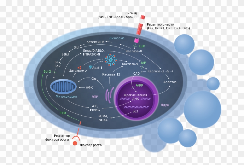 Механизм Действия Puma В Процессе Развития Апоптоза - Apoptosis Scheme Clipart