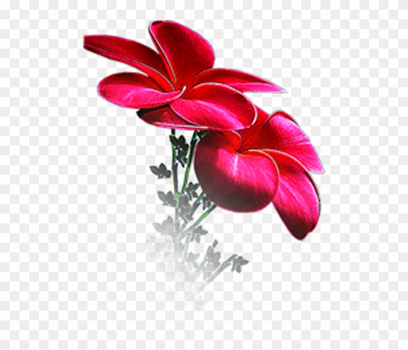 Photoshop Frames Wallpapers Designs - Flawer Clipart