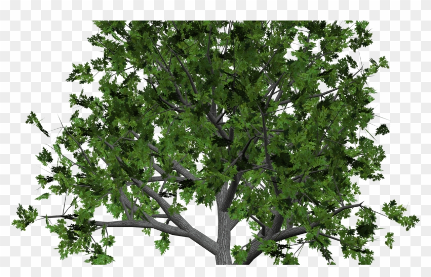 Sandalwood Tree Clip Art - Kapok Tree Transparent Background - Png Download #2089188