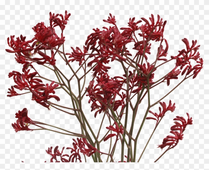 Kangaroo Paw Png - Lobelia Clipart #2090056