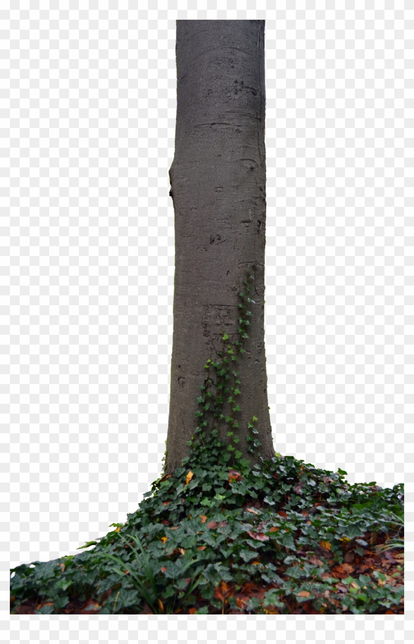 Tall Tree Png Hd Clipart #2091425