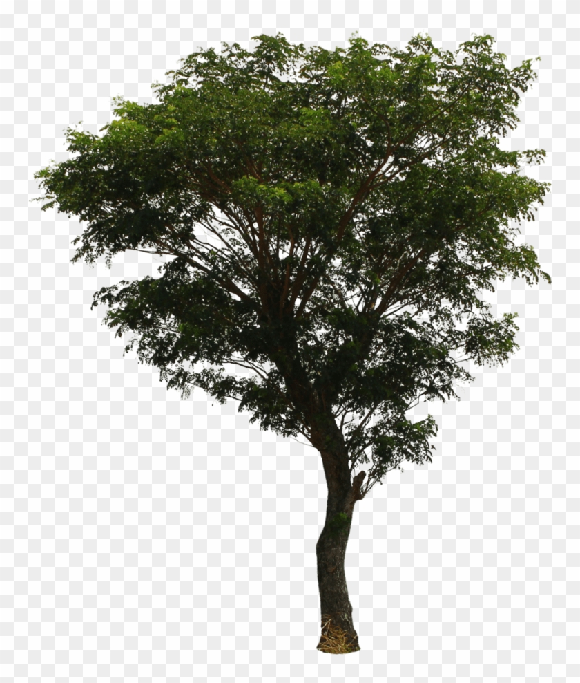 Photoshop Pine Trees Transparent - Tree Png Clipart