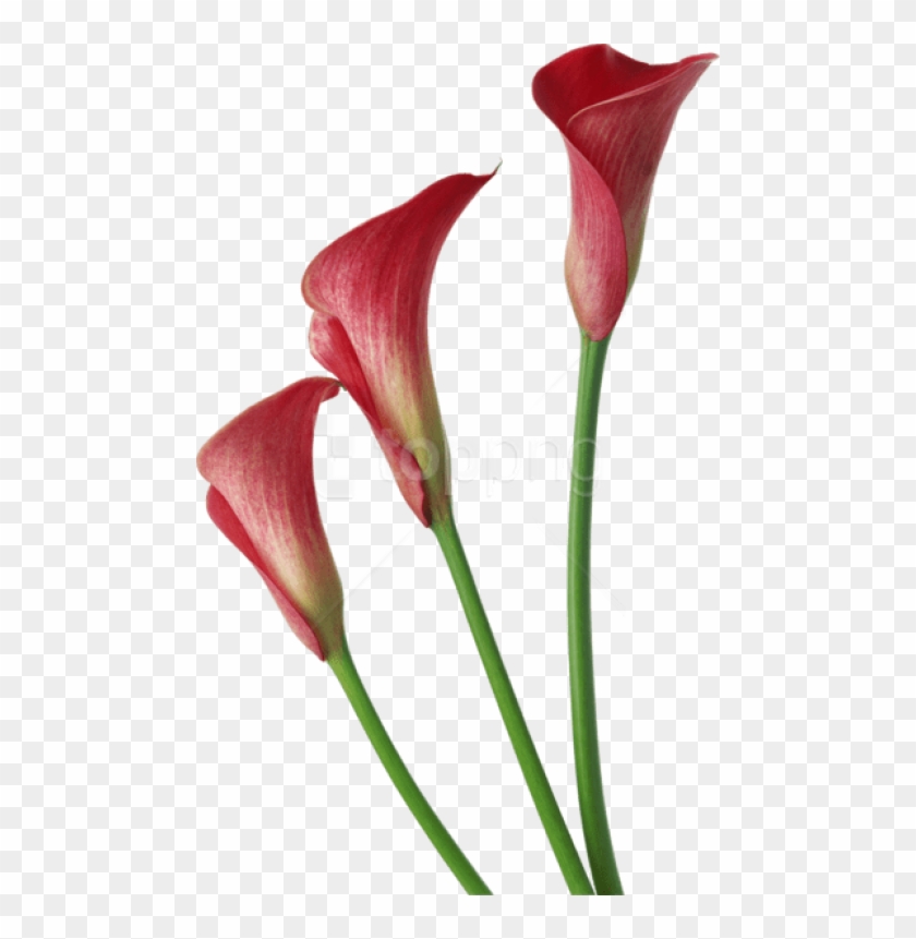 Free Png Download Red Transparent Calla Lilies Flowers - Red Calla Lily Png Clipart #2095241