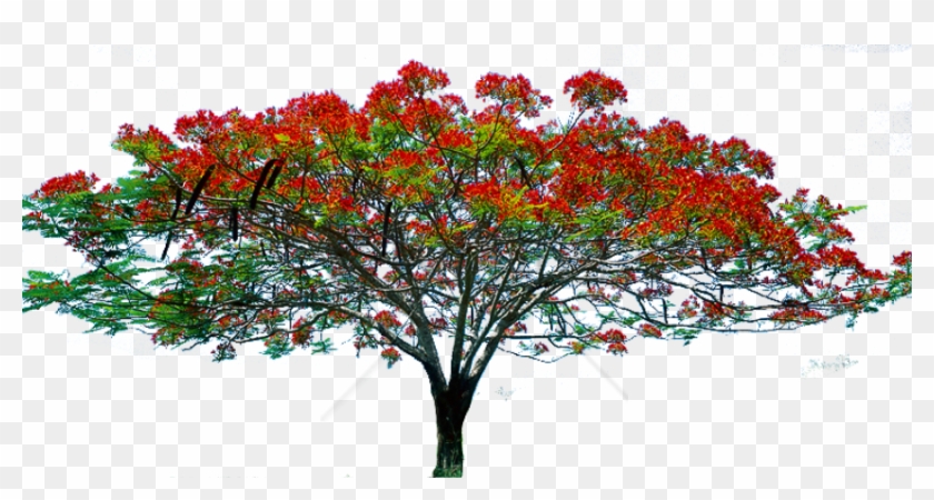 Free Png Spring Tree Png Png Image With Transparent - Tree Image Hd Png Clipart