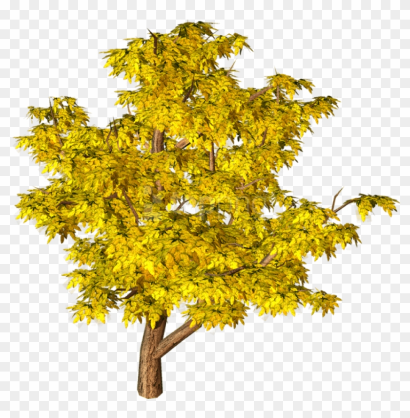 Free Png Download Yellow Fall Tree Png Images Background - Yellow Tree Png Clipart #2095306