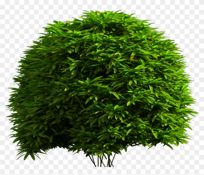 Tree Download Real Tree For Photoshop Picsart Nsb Png - Arbol De Castaña Png Clipart