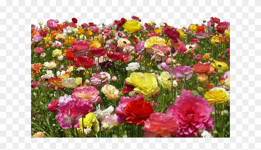 Clipart Farm Flower - Garden Roses - Png Download #2095452