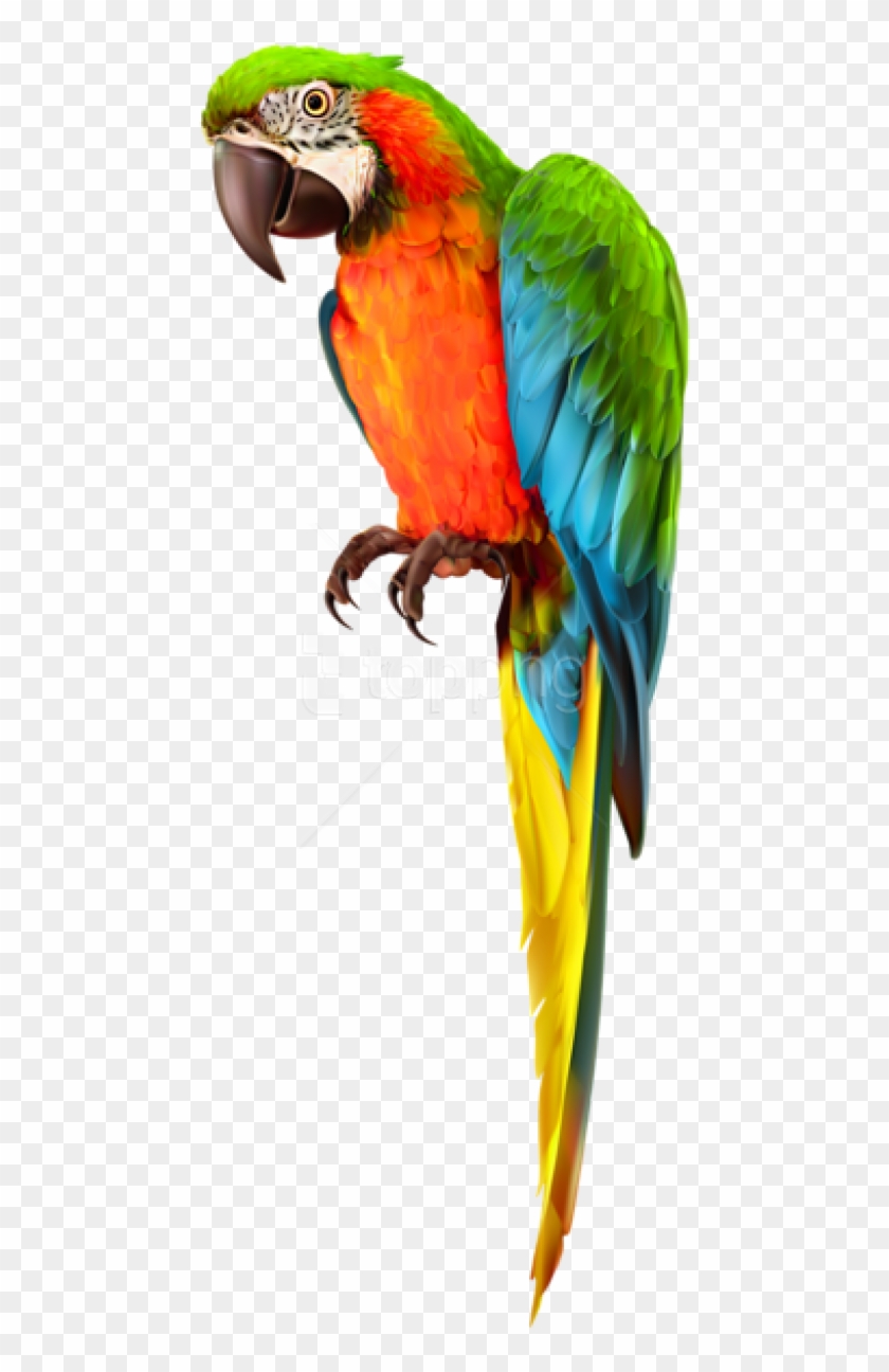 Free Png Download Parrot Transparent Png Images Background - Macaw Clipart