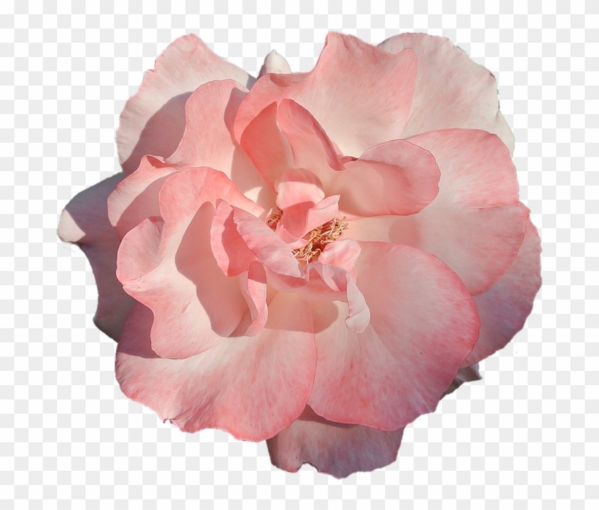 Flower Pink Rose Nature Beauty - Japanese Camellia Clipart
