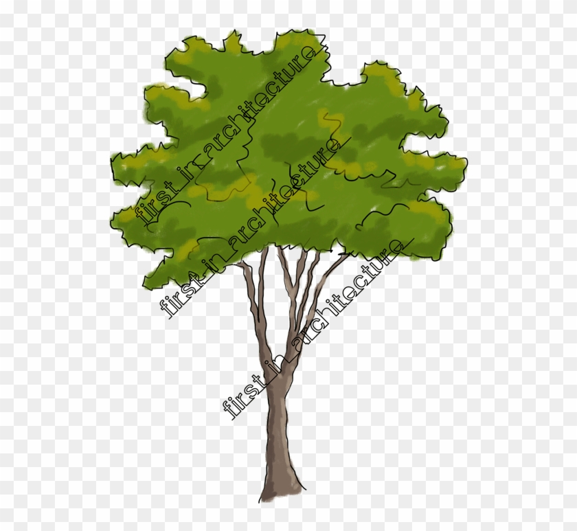 Fia Trees Elevation 05 - Gambel Oak Clipart