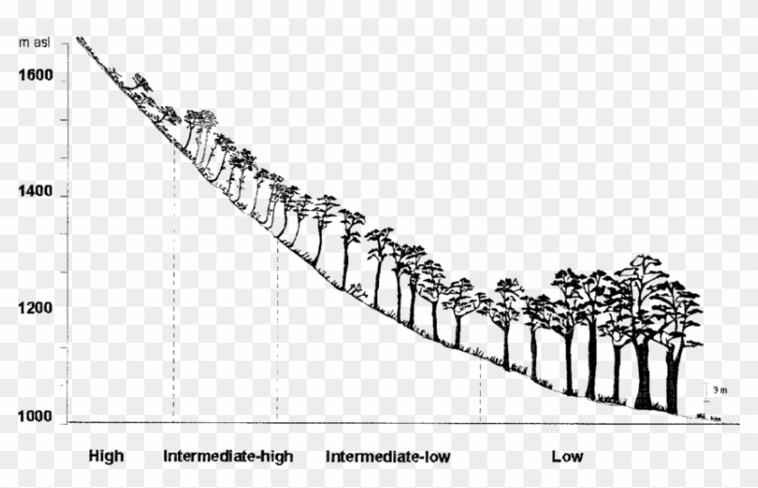Scheme Of The Variation In The Growth Habit Of N - Illustration Clipart