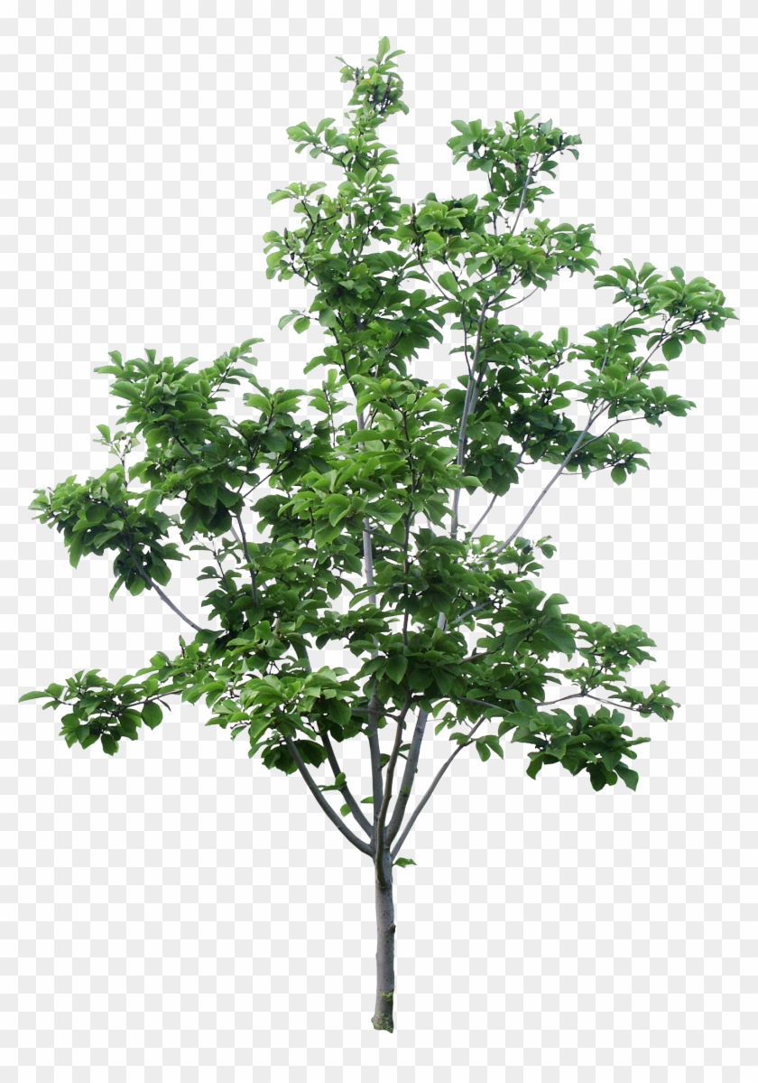 Tree - 木 素材 Clipart #2096231