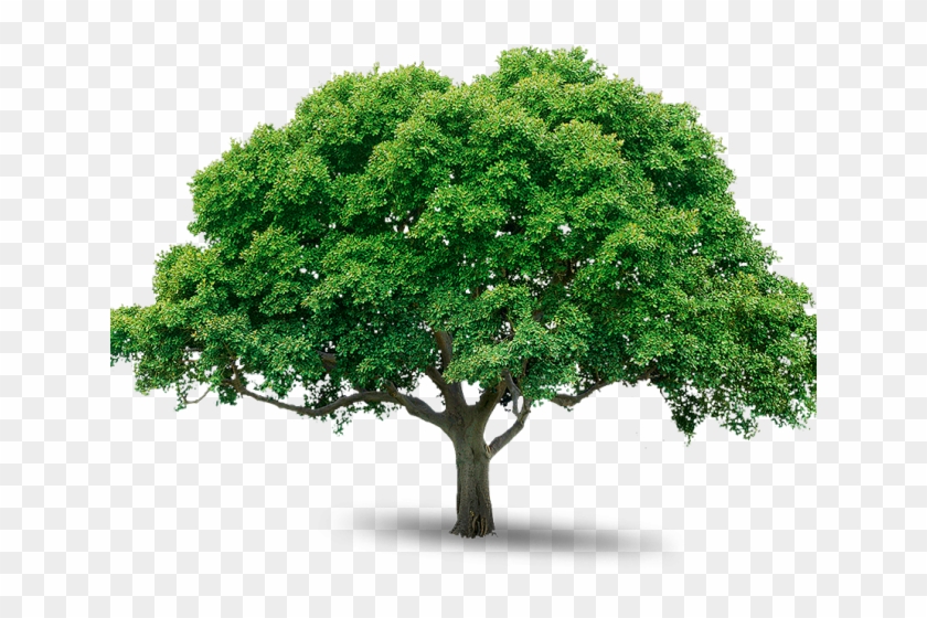 Tree Photos Free - Png Trees Free Download Clipart