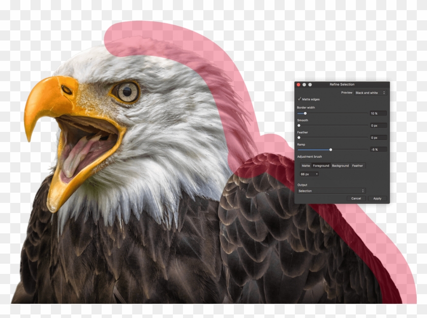 Precise Selections - Bald Eagle Clipart