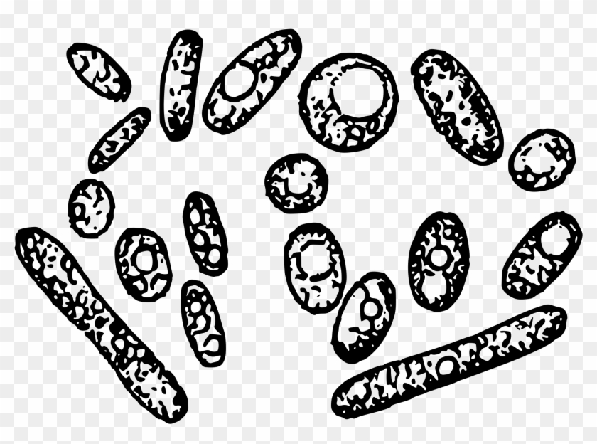 2400 X 1713 10 - Yeast Clipart - Png Download