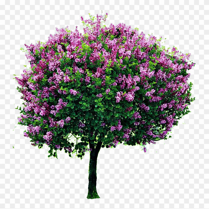 Png Cutout Tree - Dwarf Korean Lilac Tree Clipart