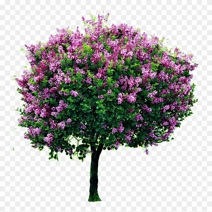 Png Cutout Tree - Dwarf Korean Lilac Tree Clipart #2098946