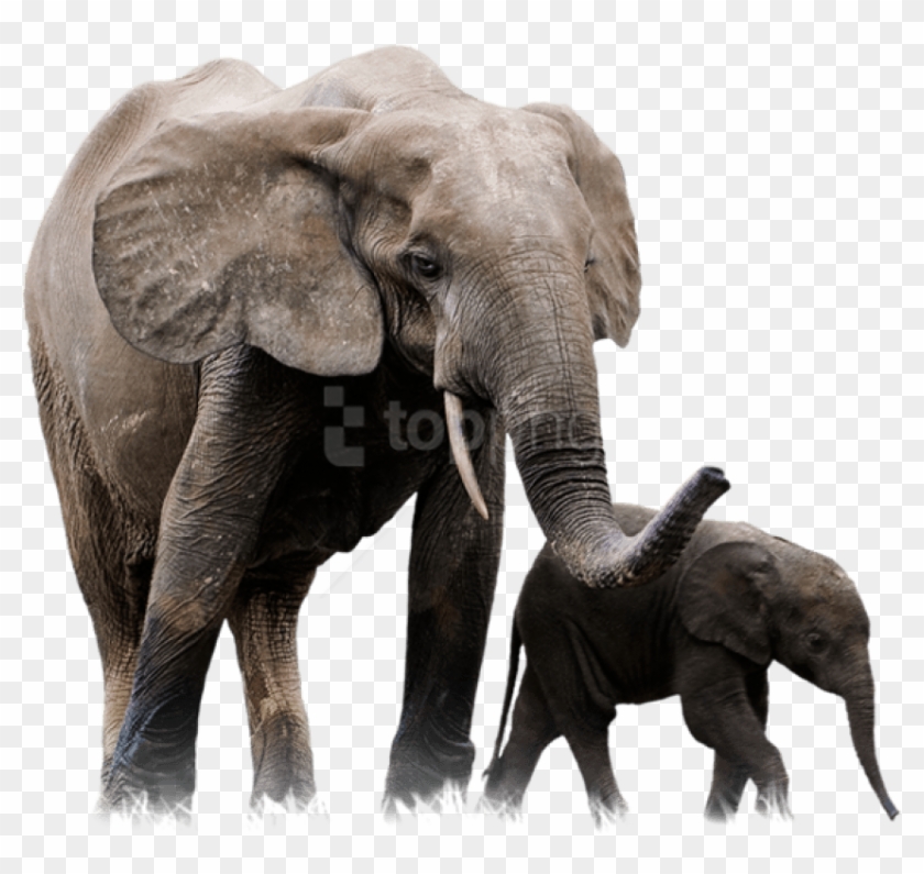 Free Png Download Elephant Png Images Background Png - African Forest Elephant Png Clipart #2099017
