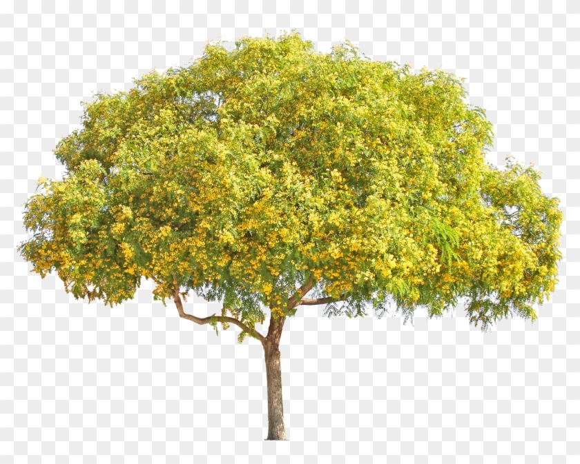 Yellow Flower Tree Png , Png Download Clipart