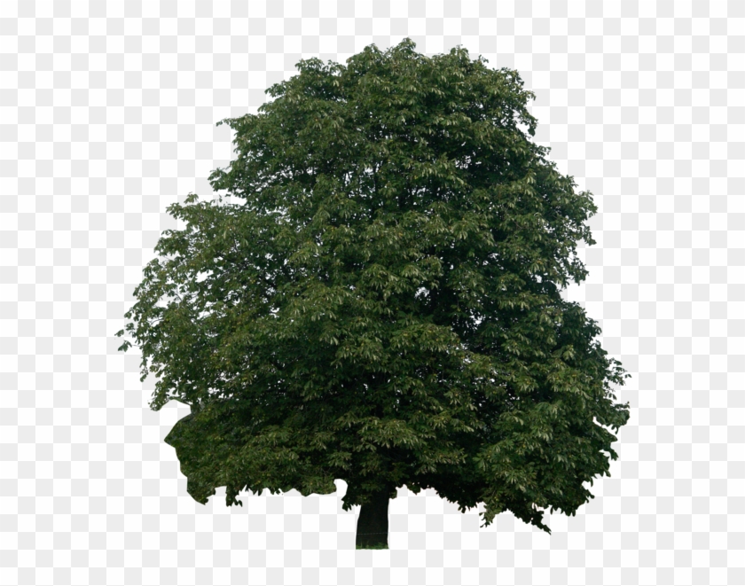 Larch Clipart #2099636