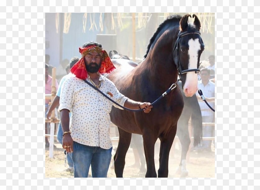 Decorated Elephant - Stallion Clipart #2099856