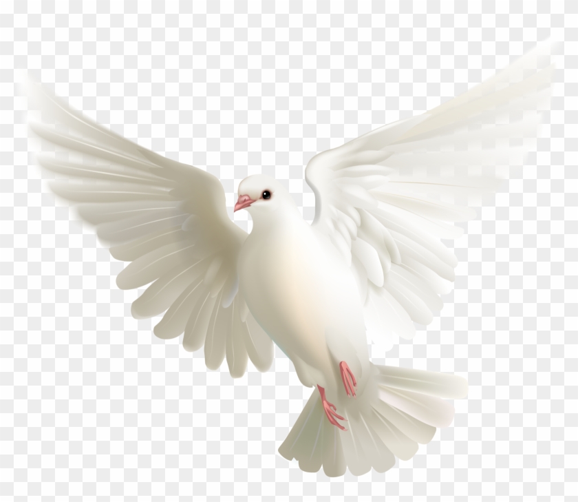 Pigeon Png - Palomas De Dios Png Clipart #210007