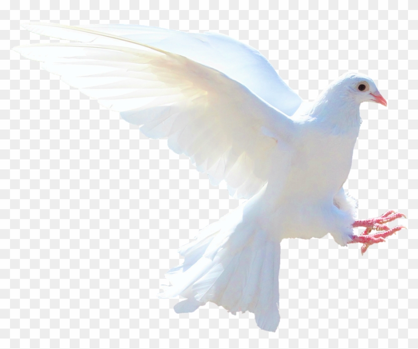 White Dove Png Gambar Burung Merpati Putih Clipart 210081 Pikpng