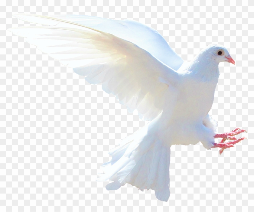 White Dove Png - Gambar Burung Merpati Putih Clipart