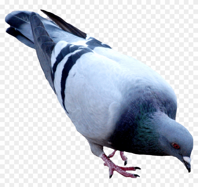 Thumb Image - Pigeon Png Clipart #210178