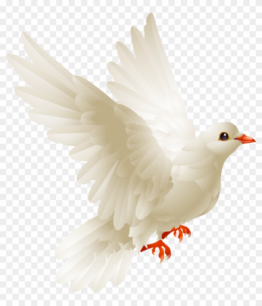 White Pigeon Png - White Dove Bird Clipart