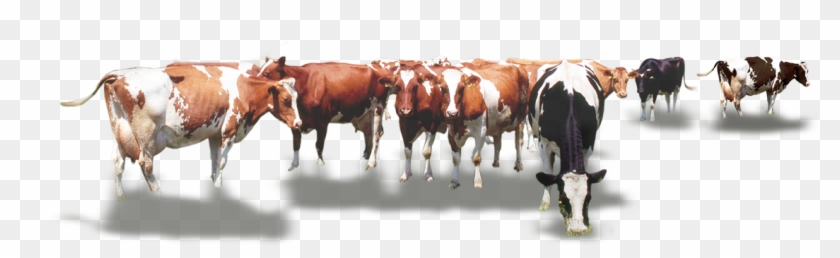 Calf Vector Cow Indian - Стадо Коров Png Clipart