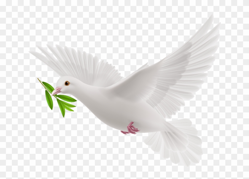White Flying Pigeon Png Image - Pigeons And Doves Clipart #210434