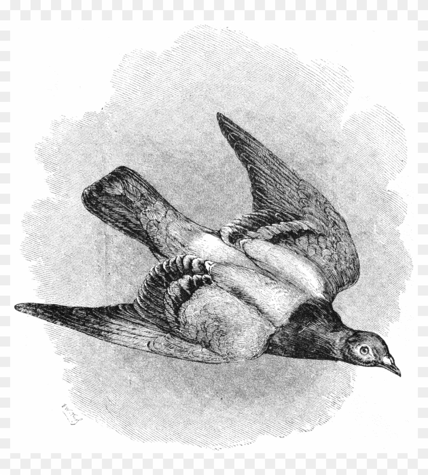 File - La Nature - 1874 - S1 - P069 - Le Pigeon Voyageur - Birds Aren T Real Large Clipart