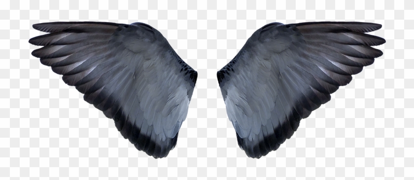 Framed Art For Your Wall Freedom Blue Wings Wings Png - Portable Network Graphics Clipart