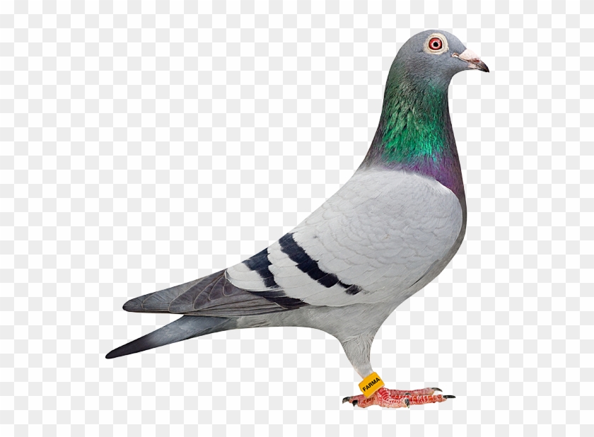 Pigeon Clipart