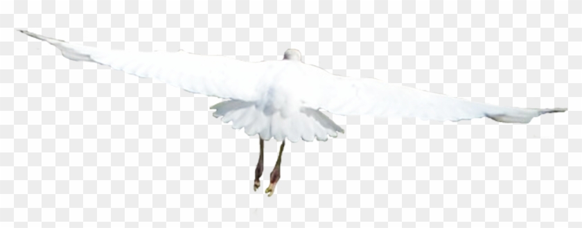 Bird Flying Png - European Herring Gull Clipart #210990