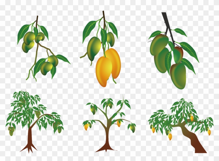 Mango Clip Art - Mango Leaf Vector - Png Download
