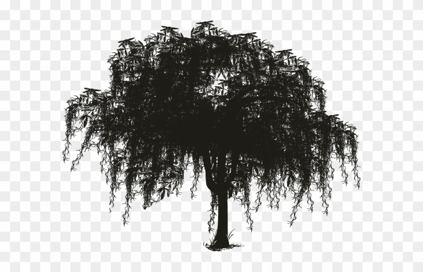 Moss Clipart Spanish Moss - Oak Tree Png Spanish Moss Transparent Png #211318