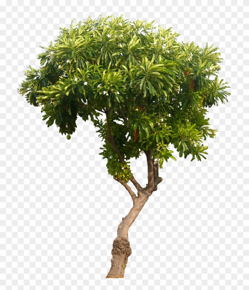 737 X 900 23 - Planta De Naranja Png Clipart