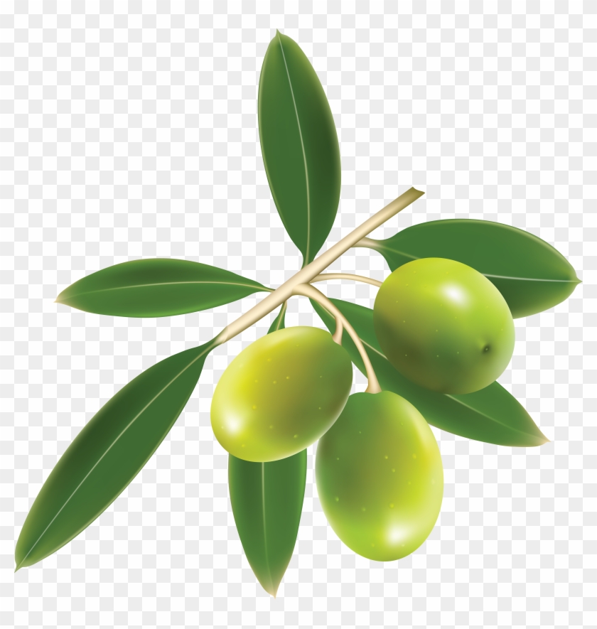 Green Olives Trio - Logo Clip Art Olive Leaves Vector Png Transparent Png