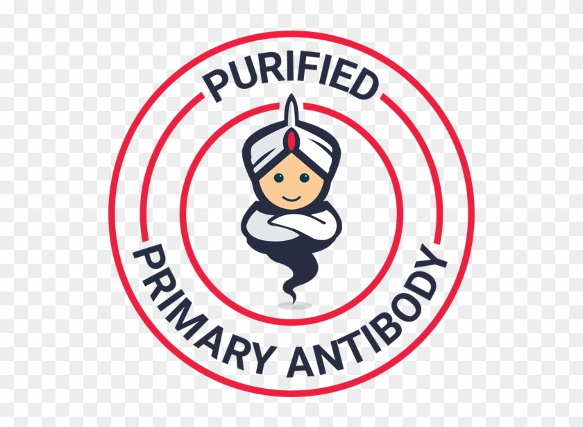 [ko Validated] Csk Polyclonal Antibody - Antibody Clipart