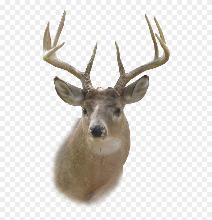 Deer Head Stencil - Deer Head Png Clipart #214899